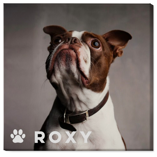 Portrait of a Pet Wall Art, No Frame, Single piece, Canvas, 36x36, White