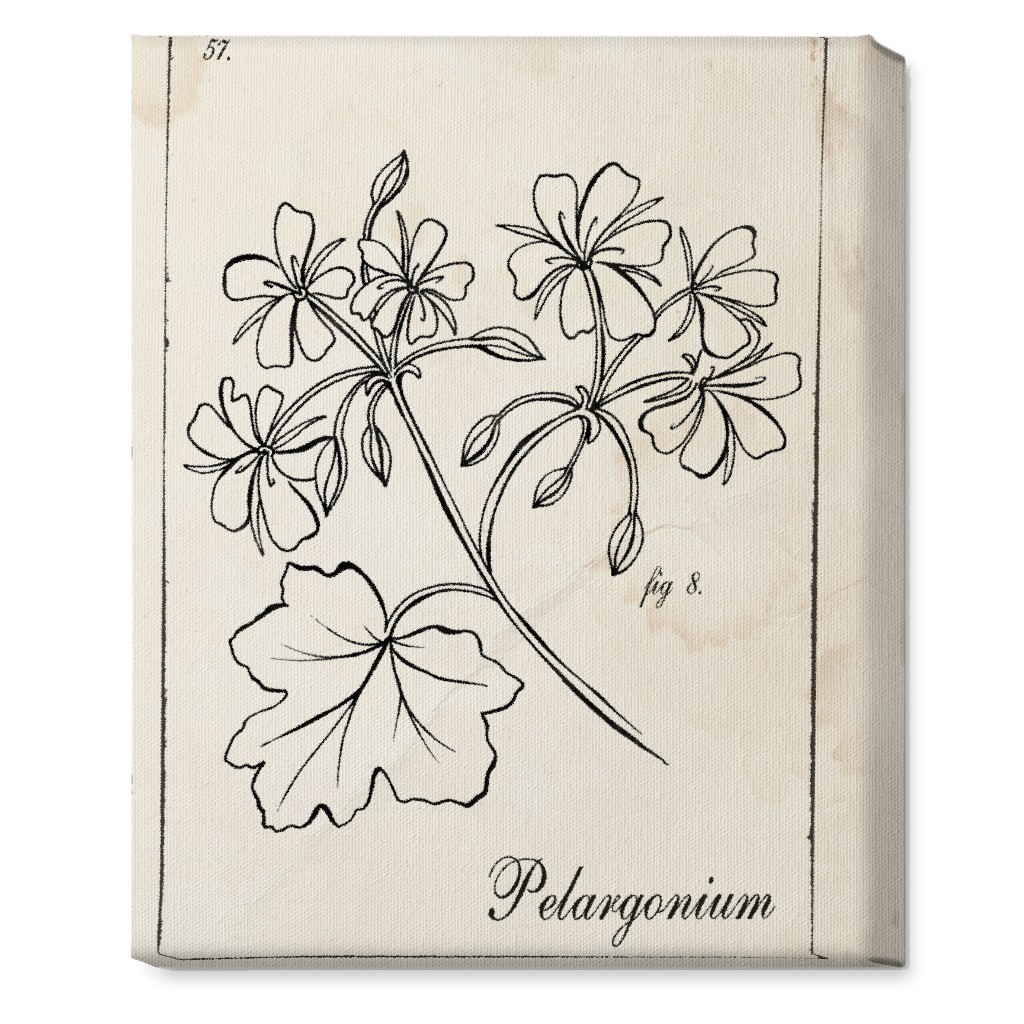Vintage Plate Geranium Sketch - Beige and Black Wall Art, No Frame, Single piece, Canvas, 16x20, Beige, Pearl