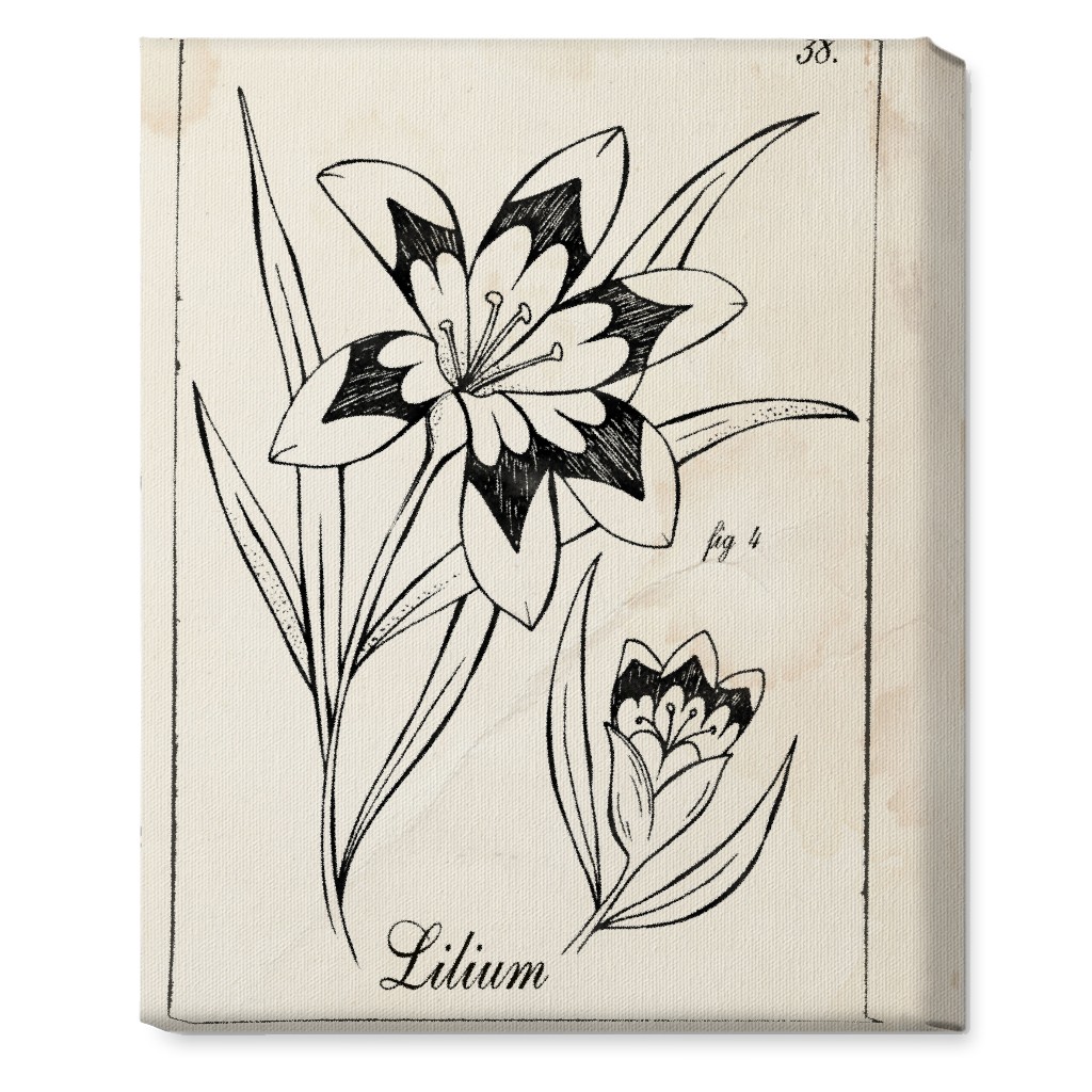 Vintage Plate Lily Sketch - Beige and Black Wall Art, No Frame, Single piece, Canvas, 16x20, Beige, Pearl