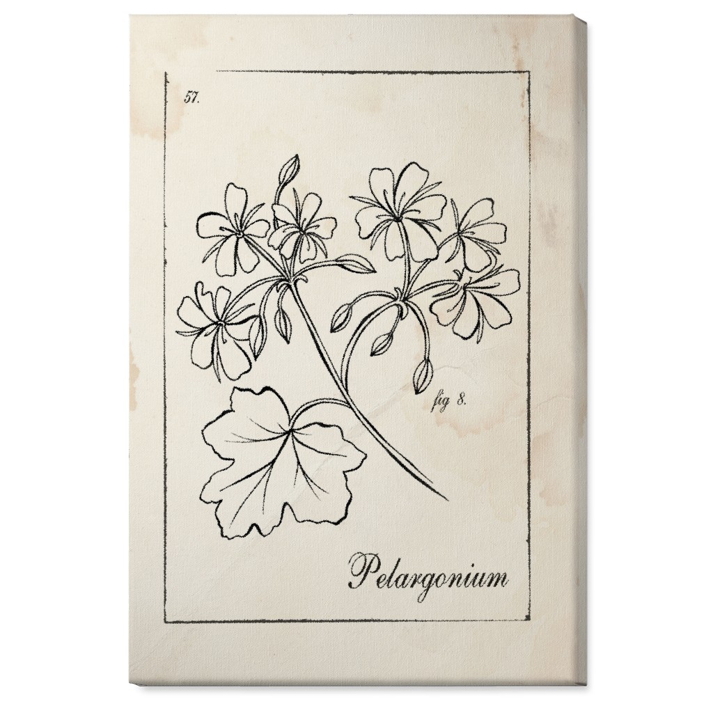 Vintage Plate Geranium Sketch - Beige and Black Wall Art, No Frame, Single piece, Canvas, 24x36, Beige