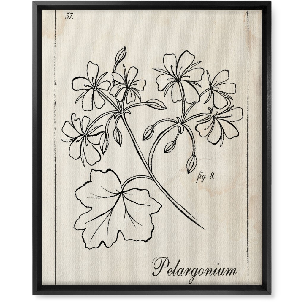 Vintage Plate Geranium Sketch - Beige and Black Wall Art, Black, Single piece, Canvas, 16x20, Beige, Pearl