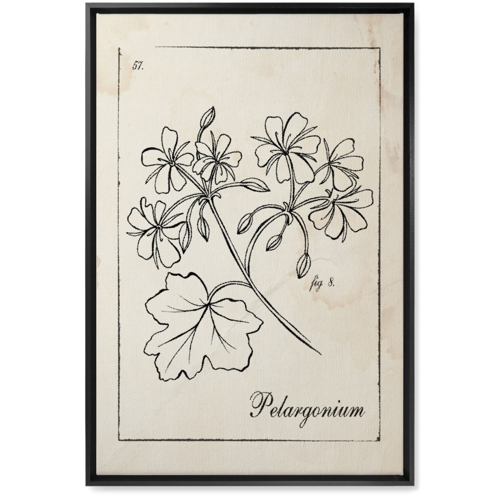 Vintage Plate Geranium Sketch - Beige and Black Wall Art, Black, Single piece, Canvas, 20x30, Beige, Pearl