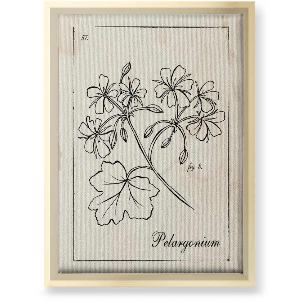 Vintage Plate Geranium Sketch - Beige and Black Wall Art, Gold, Single piece, Canvas, 10x14, Beige, Pearl