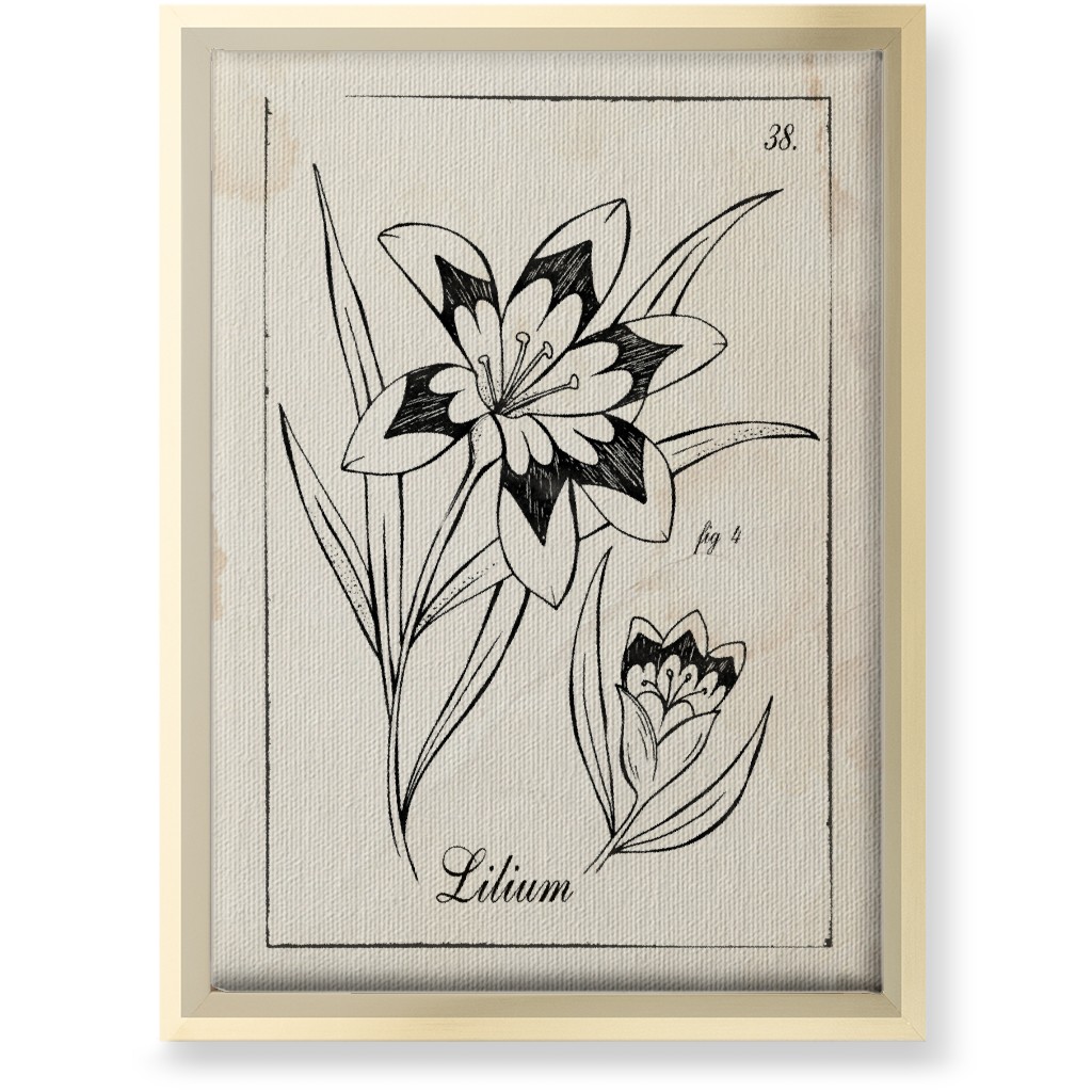 Vintage Plate Lily Sketch - Beige and Black Wall Art, Gold, Single piece, Canvas, 10x14, Beige, Pearl