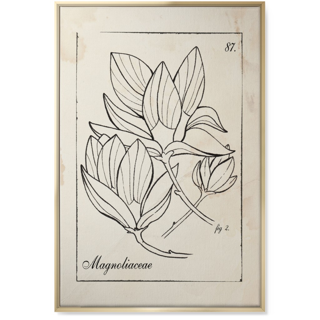 Vintage Plate Magnolia Sketch - Beige and Black Wall Art, Gold, Single piece, Canvas, 24x36, Beige, Pearl