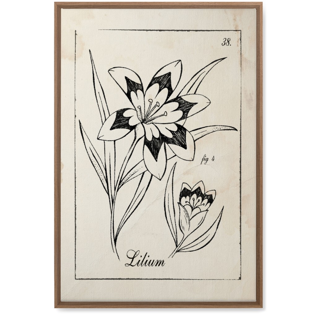 Vintage Plate Lily Sketch - Beige and Black Wall Art, Natural, Single piece, Canvas, 20x30, Beige, Pearl