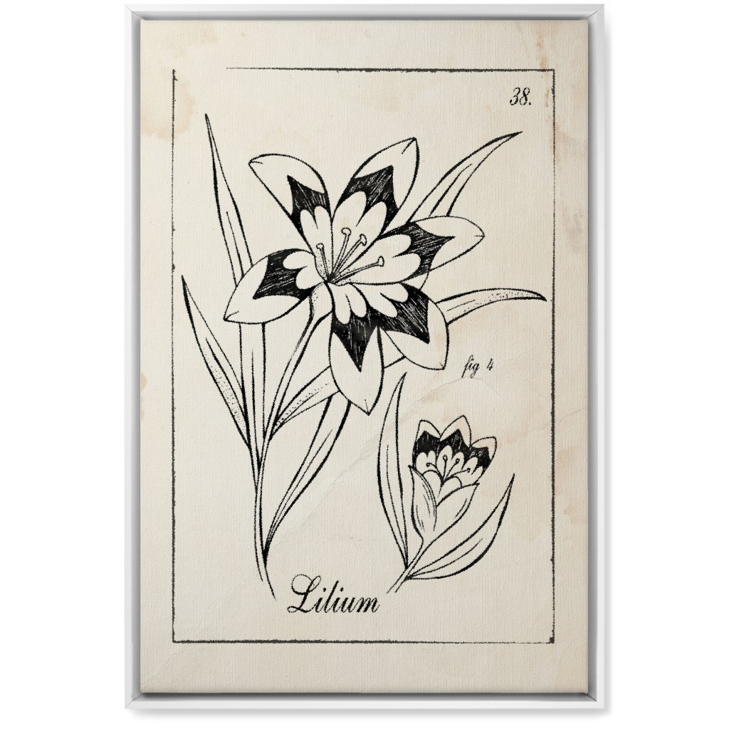 Vintage Plate Lily Sketch - Beige and Black Wall Art, White, Single piece, Canvas, 20x30, Beige