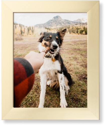 Pet Photo Gallery Framed Print, Matte Gold, Contemporary, None, None, Single piece, 11x14, Multicolor, multi