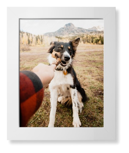 Pet Photo Gallery Framed Print, White, Contemporary, None, None, Single piece, 11x14, Multicolor, multi