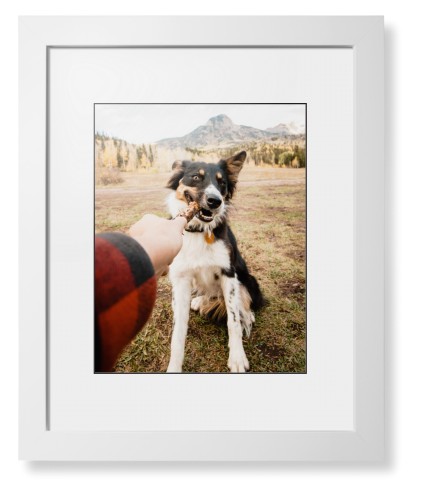 Pet Photo Gallery Framed Print, White, Contemporary, Black, White, Single piece, 11x14, Multicolor