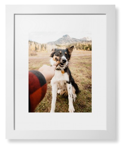 Pet Photo Gallery Framed Print, White, Contemporary, White, White, Single piece, 11x14, Multicolor, multi