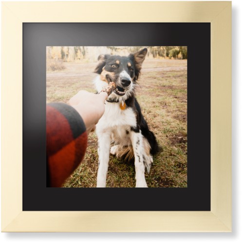 Pet Photo Gallery Framed Print, Matte Gold, Contemporary, None, Black, Single piece, 12x12, Multicolor, multi
