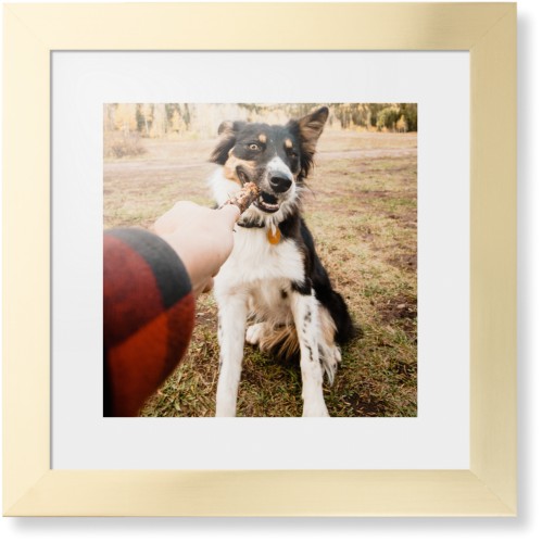 Pet Photo Gallery Framed Print, Matte Gold, Contemporary, None, White, Single piece, 12x12, Multicolor