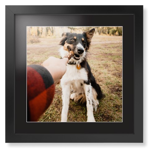 Pet Photo Gallery Framed Print, Black, Contemporary, White, Black, Single piece, 16x16, Multicolor, multi