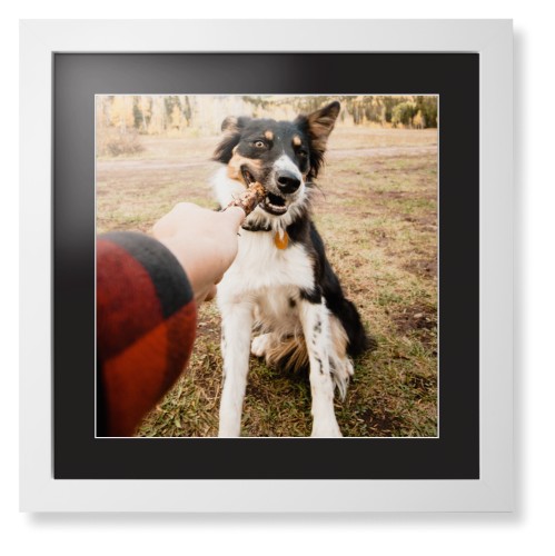 Pet Photo Gallery Framed Print, White, Contemporary, White, Black, Single piece, 16x16, Multicolor