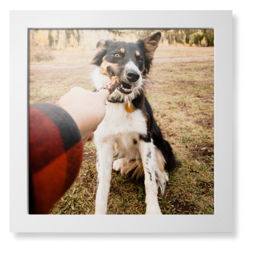 Pet Photo Gallery Framed Print, White, Contemporary, None, None, Single piece, 16x16, Multicolor