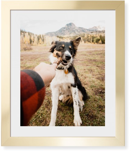 Pet Photo Gallery Framed Print, Matte Gold, Contemporary, None, White, Single piece, 16x20, Multicolor, multi
