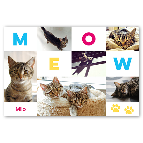 Meow, -20x30-White