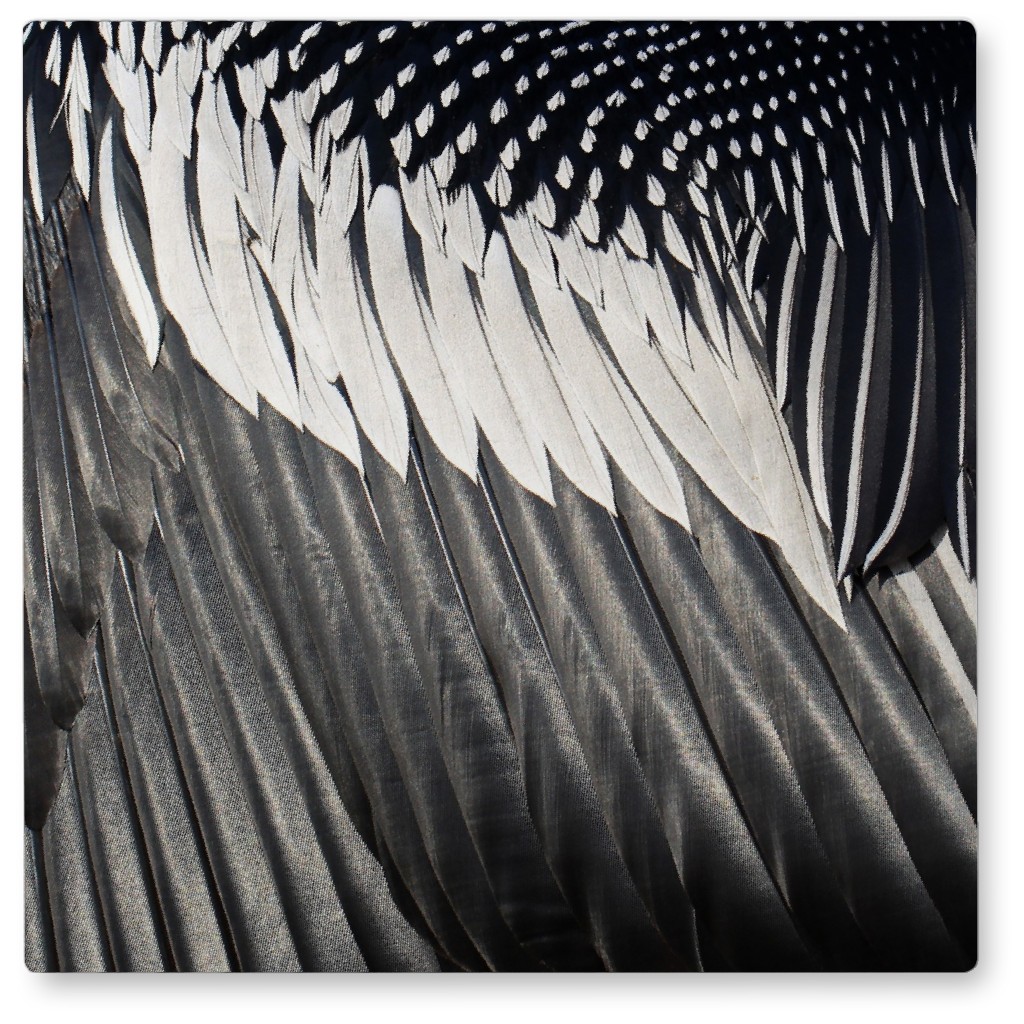 Micro View Feathers Photo Tile, Metal, 8x8, Gray