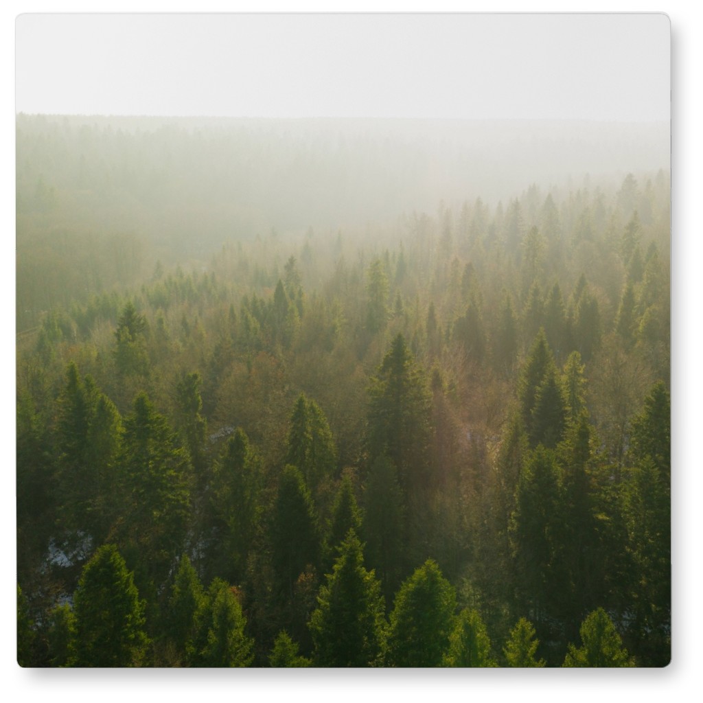 Misted Forest Photo Tile, Metal, 8x8, Green