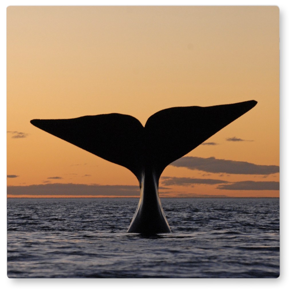 Humpback Whale Tail in Sunset Photo Tile, Metal, 8x8, Orange