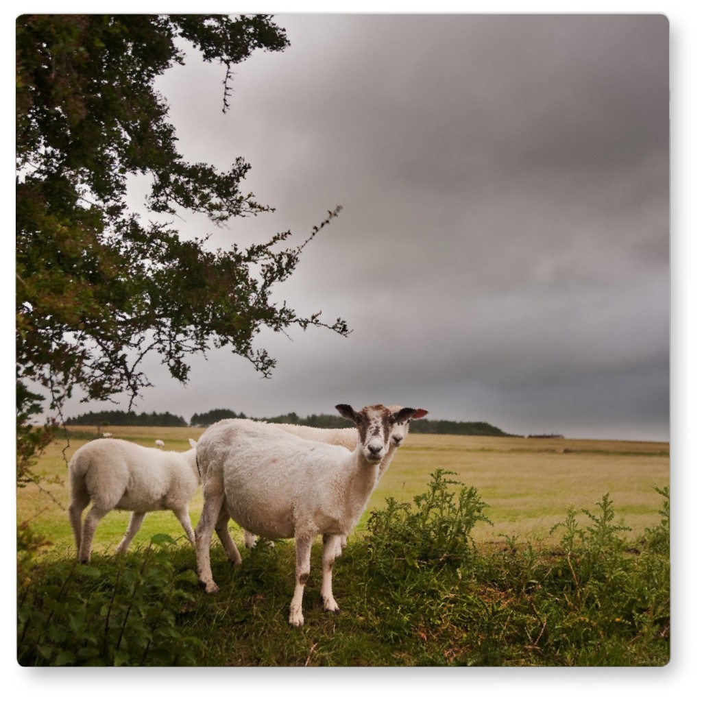Sheep Flock in a Field Photo Tile, Metal, 8x8, Green, Classic Green