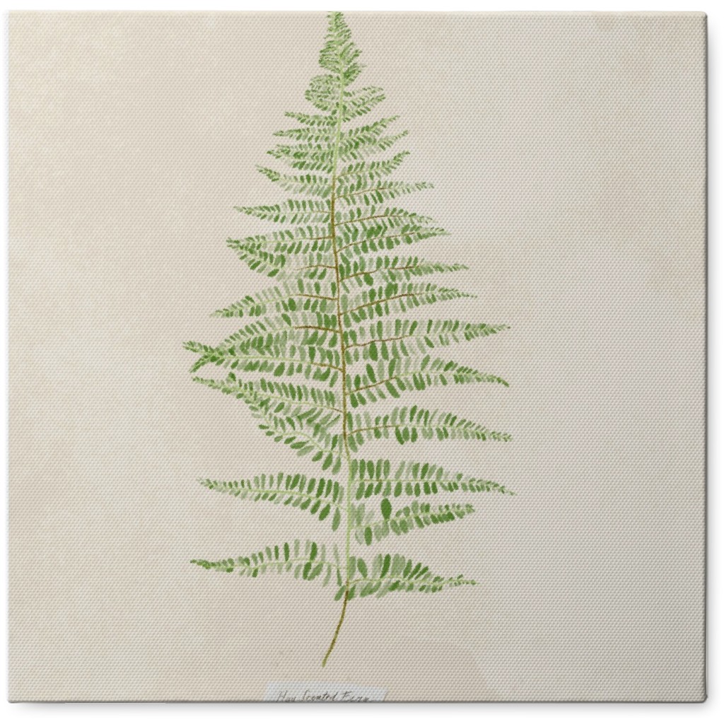 Hay Scented Fern - Green Photo Tile, Canvas, 8x8, Green