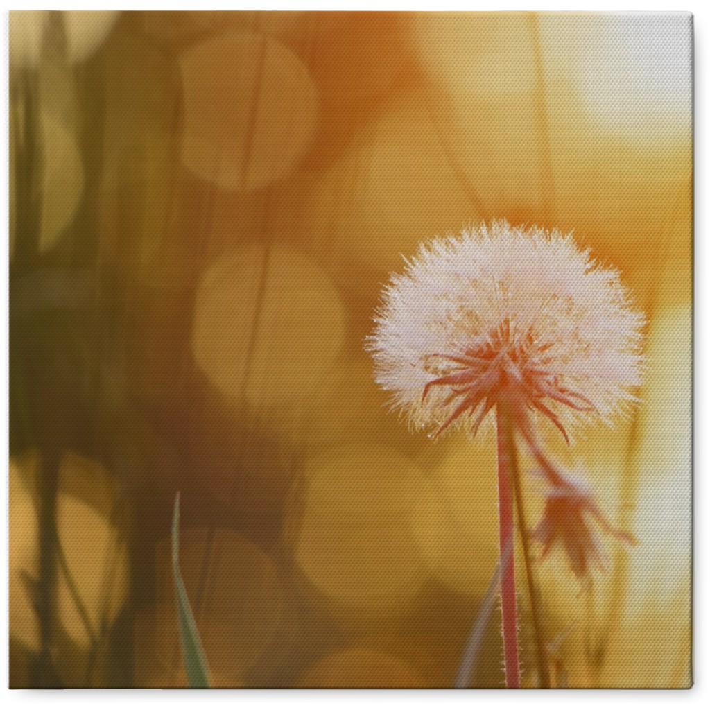 Blurred Dandelion Photo Tile, Canvas, 8x8, Orange