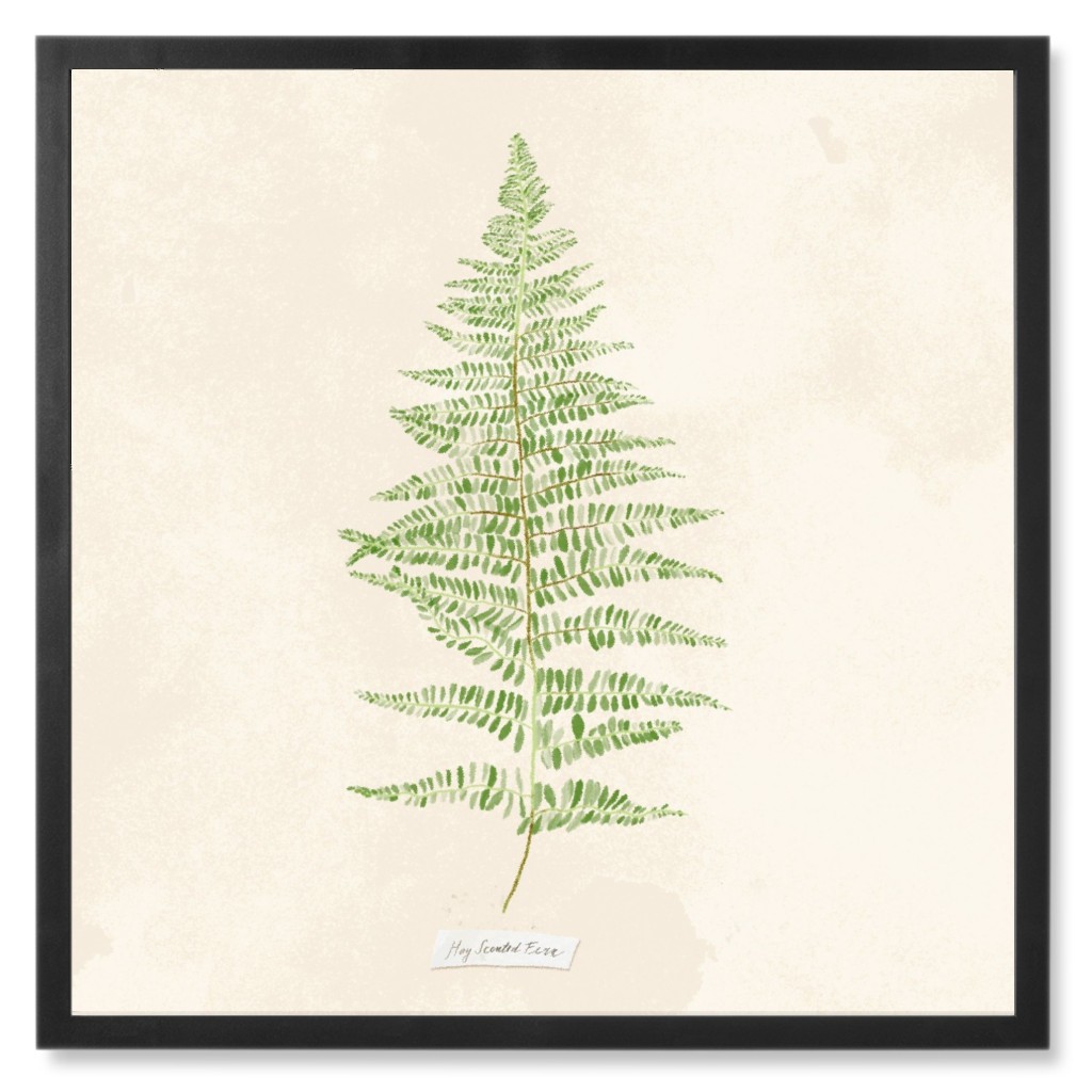 Hay Scented Fern - Green Photo Tile, Black, Framed, 8x8, Green, Classic Green