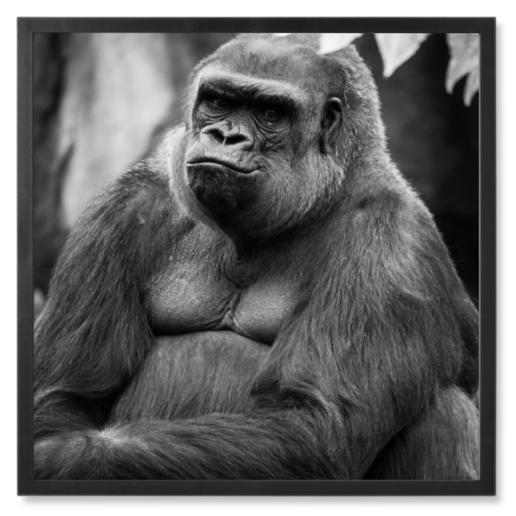 Silverback Gorilla Photo Tile, Black, Framed, 8x8, Black
