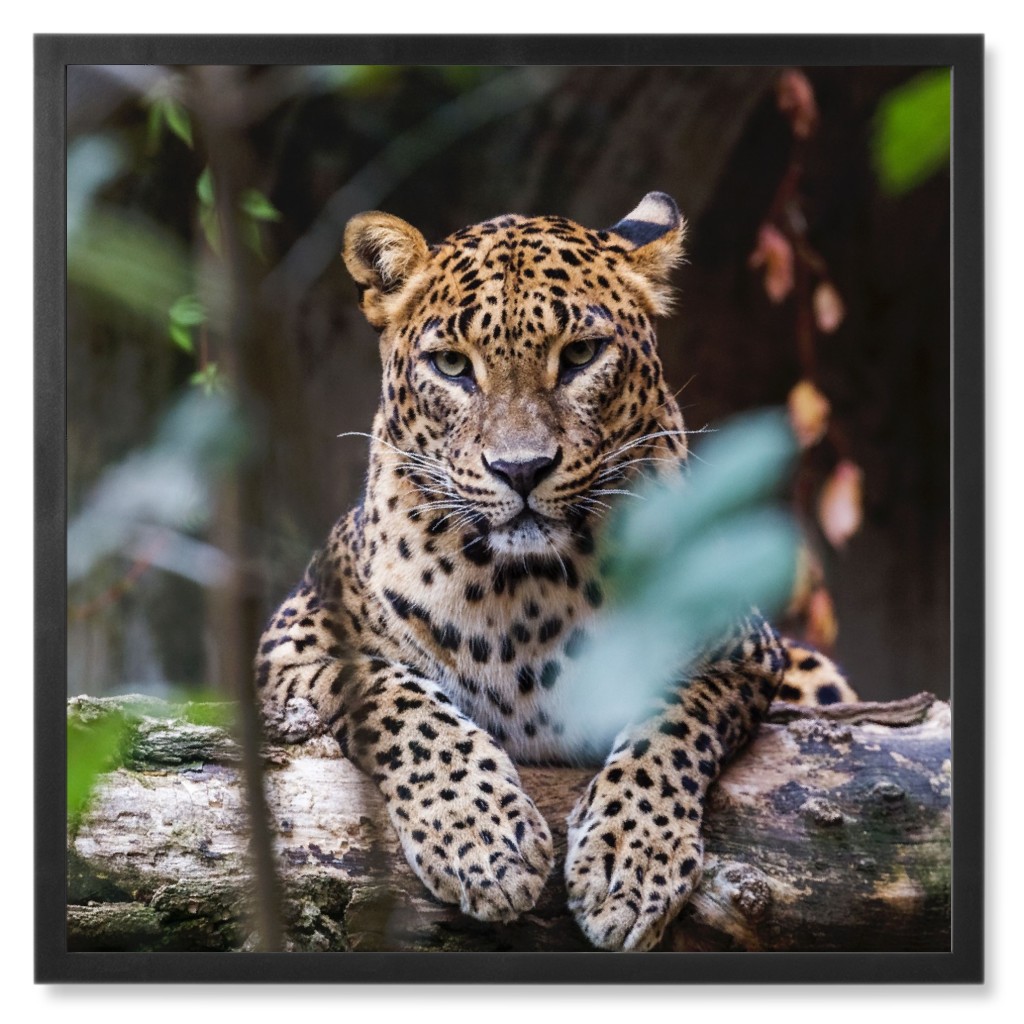 Leopard Photo Tile, Black, Framed, 8x8, Multicolor