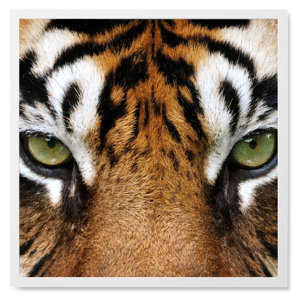 Eye of the Tiger Photo Tile, White, Framed, 8x8, Orange