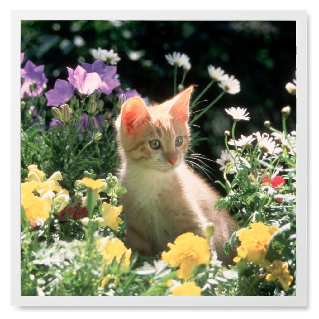 Kitten in a Bed of Flowers Photo Tile, White, Framed, 8x8, Multicolor