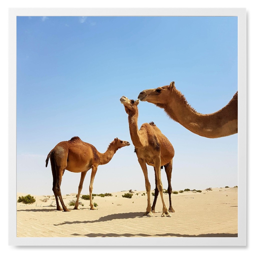 Trio of Camels in Desert Photo Tile, White, Framed, 8x8, Brown, Brown