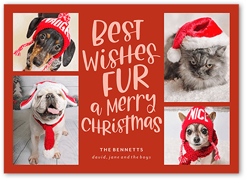 Festive Furry Fun Holiday Card, Red, 5x7 Flat, Christmas, Luxe Double-Thick Cardstock, Square