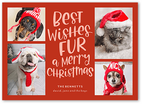 Festive Furry Fun Holiday Card, Red, 5x7 Flat, Christmas, Pearl Shimmer Cardstock, Square