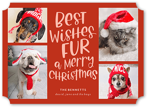 Festive Furry Fun Holiday Card, Red, 5x7 Flat, Christmas, Pearl Shimmer Cardstock, Ticket, White